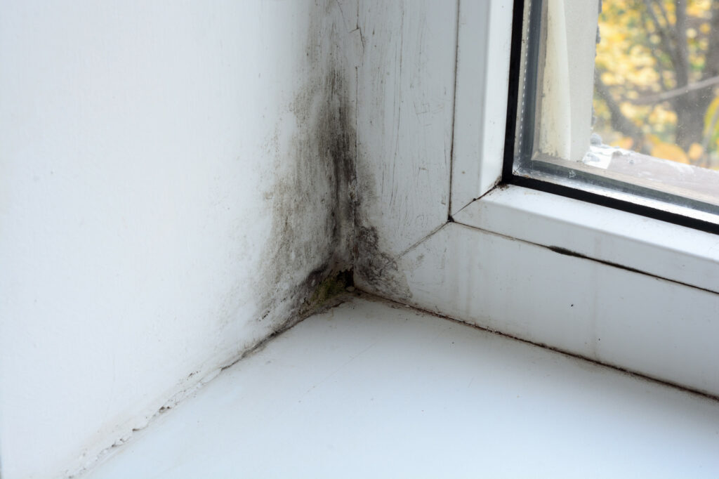 mold removal companies